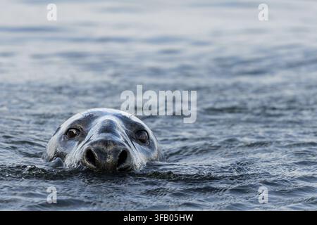 Une phoque gris (Halichoerus grypus) nage avec sa tête au-dessus de la surface de l'eau, regardant directement la caméra. Ses traits faciaux distinctifs et Banque D'Images