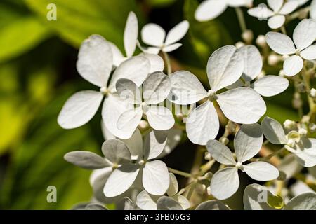 Fleurs d’hortensia blanches en gros plan dans un jardin d’été, gros plan. Magnifiques fleurs d’hortensia paniculata blanches en prise de vue macro avec un fond de feuilles vertes douces Banque D'Images