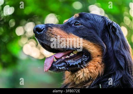 Hovawart noir mouillé Canis lupus familiaris portrait de profil dans la lumière de la forêt. Banque D'Images