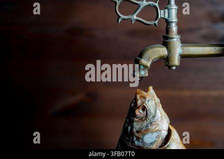 Poisson séché sous un concept de robinet en laiton antique. Gros plan d'une tête de poisson séché et fumé avec la bouche ouverte sous un robinet en bronze vintage avec une goutte d'eau sur woo Banque D'Images