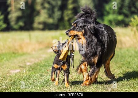 Deux chiens noirs et bruns jouent de manière coopérative avec un jouet lumineux sur l'herbe Banque D'Images
