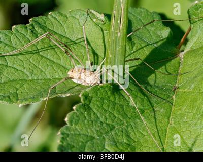 Phalangium opilio opilione sur des feuilles vertes à Cheny, France, montrant les longues pattes et les détails du corps. Banque D'Images
