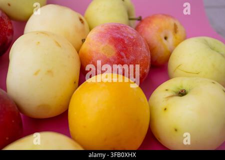 Fruits de jardin domestiques variés mettant en vedette des pommes sucrées et des prunes colorées mûres sur un fond rose, concept riche de nourriture biologique de récolte automnale Banque D'Images