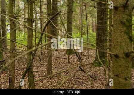 Fourré de forêt sauvage dense avec des branches enchevêtrées et des buissons envahis, paysage mystérieux de jungle boisée envahie avec des textures naturelles sombres Banque D'Images