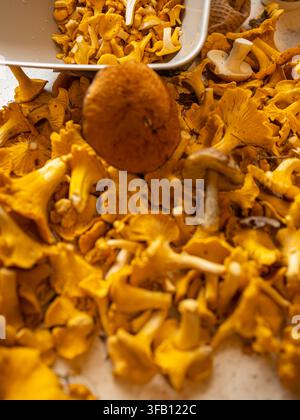 Mains triant des chanterelles sauvages fraîchement cueillies pour la préparation culinaire, vue rapprochée du processus de tri des champignons forestiers comestibles biologiques Banque D'Images
