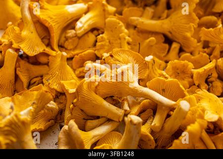 Macro de chanterelles fraîchement cueillies empilées ensemble, texture de champignons sauvages dorés comestibles bruts de la forêt d'automne en gros plan Banque D'Images