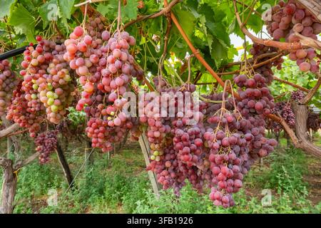 Raisins rouges mûrs accrochés sur des vignes dans un vignoble Banque D'Images