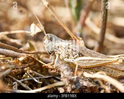 Gryllomorphe du groupe Chorthippus biguttulus reposant sur une végétation sèche à Venoy. Banque D'Images