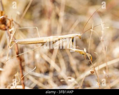 Une Mantis religiosa brune (mantis religieuse) reposant sur une végétation sèche à Venoy. Banque D'Images