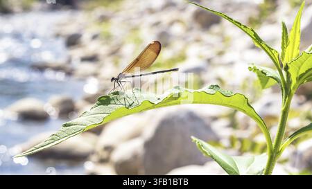 Dame Calopteryx haemorrhoidalis sur une feuille de plante, près du ruisseau, en septembre dans la région italienne du Latium, gros plan macro Banque D'Images