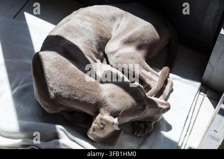 Prise de vue en contre-plongée d'un Weimaraner gris argenté bien roulé en boule et dormant paisiblement sur une couverture douce dans une tache lumineuse de lumière naturelle. Banque D'Images