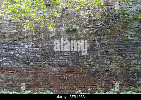 Ancien mur de briques recouvert de mousse verte à l'extérieur. Banque D'Images
