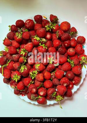 Grand assortiment de fraises fraîches et mûres disposées sur une assiette blanche, créant une nature morte alimentaire saisonnière vibrante. Banque D'Images