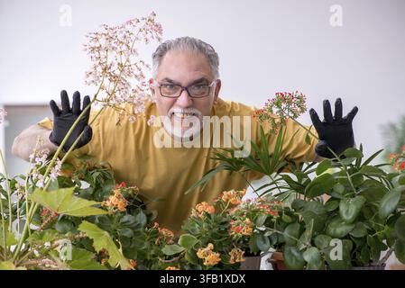 Vieux jardinier mâle avec des plantes à la maison Banque D'Images