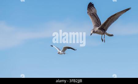 Une grande mouette juvénile planant avec les ailes déployées contre un ciel bleu éclatant, avec une petite mouette à tête noire volant en arrière-plan. Haut Banque D'Images
