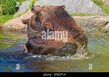 L'ours brun (Ursus arctos) se bat joyeusement avec un autre ours dans son habitat naturel. Banque D'Images