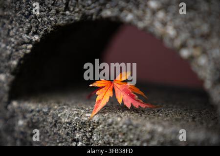 Prise artistique en gros plan d'une petite feuille d'érable rouge et orange reposant à l'intérieur d'un bloc d'arche en béton courbé, créant un effet de cadre naturel avec s Banque D'Images