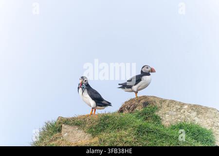 Mouettes atlantiques debout sur une falaise herbeuse de Mykines Banque D'Images