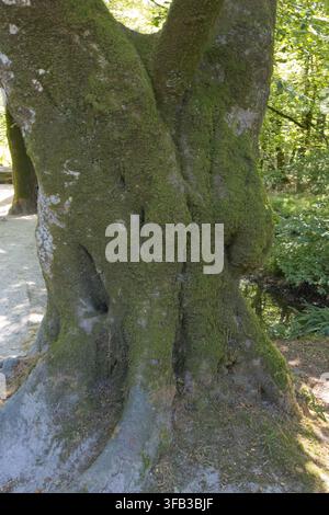 Tronc d'arbre ancien couvert de mousse avec des branches étalées dans une forêt Banque D'Images