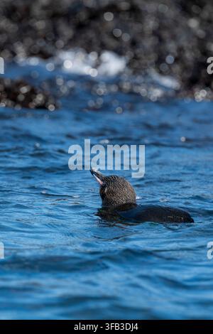 Le pingouin endémique des Galápagos nage dans l'eau bleue de l'océan près d'une côte rocheuse des îles Galápagos, en Équateur, mettant en valeur une faune rare dans son nat Banque D'Images