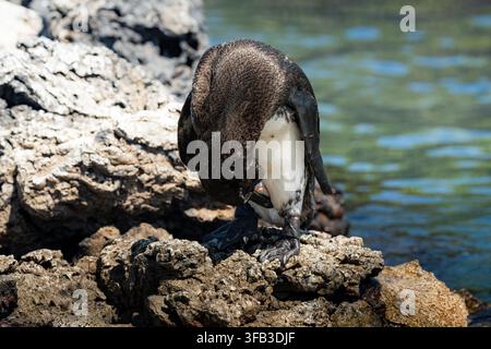 Manchot des Galápagos, Spheniscus mendiculus, se toile ses plumes sur un rocher volcanique escarpé au bord de l'eau claire du littoral dans les îles Galápagos, Équateur, sh Banque D'Images
