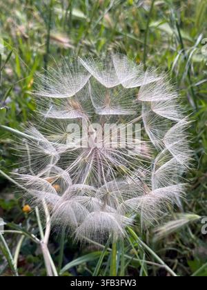Gros plan d'un délicat tête de pissenlit entourée d'herbe verte, montrant des filaments blancs aérés et des graines individuelles prêtes à se disperser dans un environnement naturel Banque D'Images
