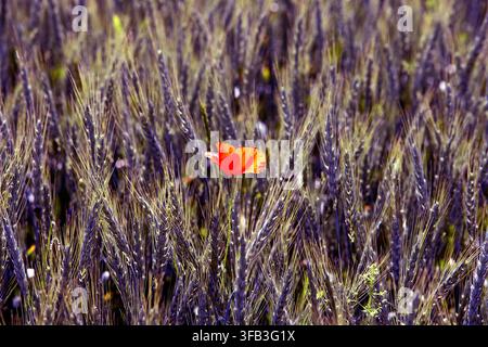 Une fleur de coquelicot rouge vif se dresse seule parmi les épis de blé violets mûrs, créant un contraste frappant dans un champ rural ensoleillé pendant la soirée chaude Banque D'Images