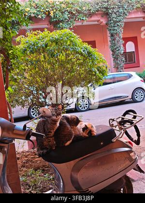 Trois chats reposant ensemble sur une scooter à Marrakech, au Maroc, avec une végétation luxuriante et des bâtiments roses en arrière-plan. Banque D'Images