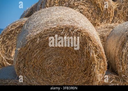 Une vue rapprochée de grosses balles de foin rondes et dorées empilées dans un cadre agricole rural sous un ciel bleu clair. Banque D'Images