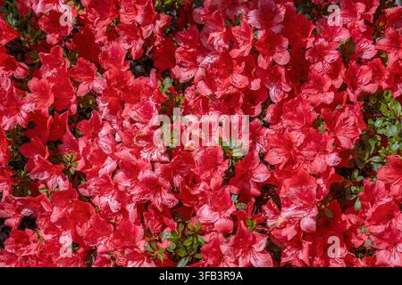 Un fond plein cadre dense de fleurs d’azalée (Rhododendron) rouge vif et rose en pleine floraison printanière avec de petites feuilles vertes qui pointent à travers. Banque D'Images