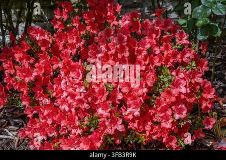 Un fond plein cadre dense de fleurs d’azalée (Rhododendron) rouge vif et rose en pleine floraison printanière avec de petites feuilles vertes qui pointent à travers. Banque D'Images