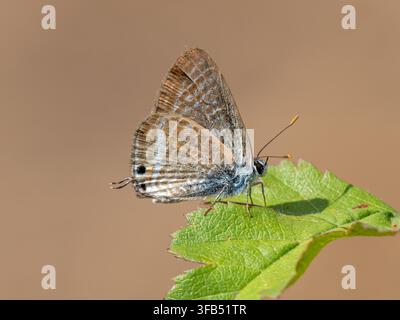 Papillon bleu à longue queue (Lampides boeticus Banque D'Images