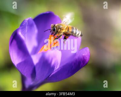 Abeille butinant le centre orange-jaune d'une fleur de crocus violet vif dans un jardin ensoleillé. Un gros plan détaillé capture l'abeille sur la fleur avec Banque D'Images