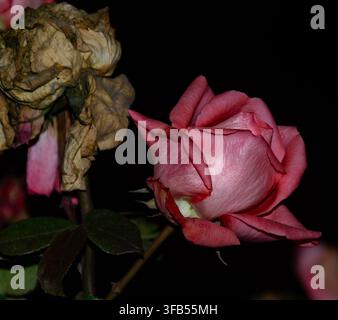 La rose rose fleurit doucement à côté de pétales fanés. Un fond sombre met en valeur la beauté fragile et le passage du temps. Le contraste entre la vie et la décomposition crée poig Banque D'Images