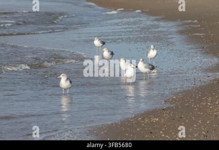 Groupe de mouettes debout dans l'eau le long de la plage Banque D'Images