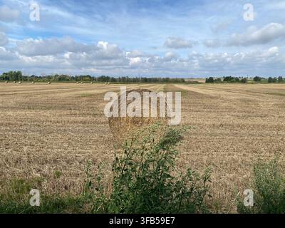 Une balle de foin ronde unique dans un champ récolté sous un ciel bleu parsemé de nuages et des arbustes verts au premier plan. Banque D'Images