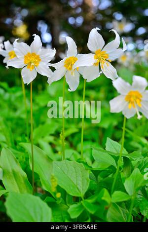 Lys d'avalanche fleurissant dans une prairie alpine luxuriante au Mount Rainier National Park, vue verticale en gros plan, État de Washington, États-Unis. Banque D'Images