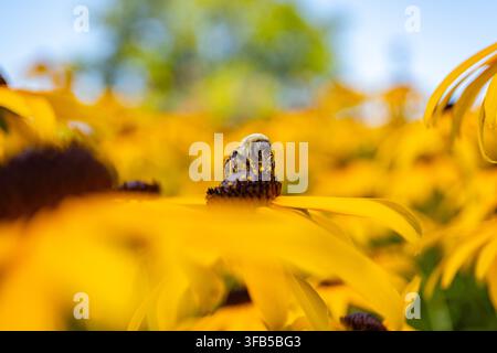 gros plan d'une bourdon (nom scientifique Bombus), une espèce en voie de disparition, se nourrissant d'une fleur à œil noir couverte de pollen. Banque D'Images