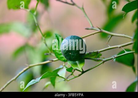 Une photographie en gros plan horizontale d'une seule mandarine verte non mûre suspendue à une branche épineuse d'un arbre citronnier entourée de feuilles vertes. Banque D'Images