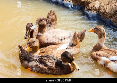 Vue rapprochée de volailles domestiques nageant. Un portrait animal de haute qualité mettant en avant les plumes et les expressions. Banque D'Images