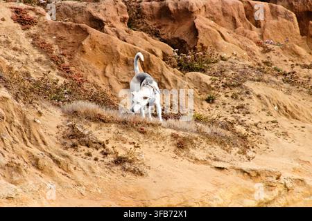 Un chien blanc portant un harnais se tient sur une falaise de grès érodée entourée d'une végétation côtière sèche aux Sunset Cliffs. Banque D'Images