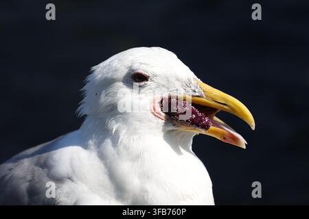 gros plan d'une mouette mangeant une étoile de mer violette, portrait de la faune marine sur fond sombre Banque D'Images