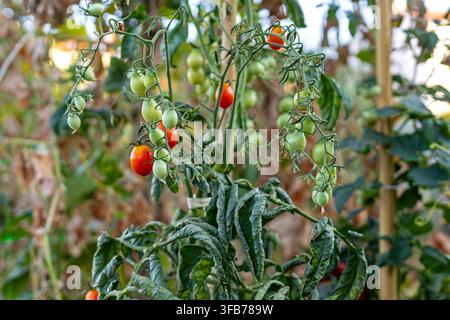 Tomates rouges et vertes mûrissant dans un jardin. Grappes de tomates vertes et rouges mûrissant sur une plante de tomate feuillue soutenue par des tuteurs Banque D'Images