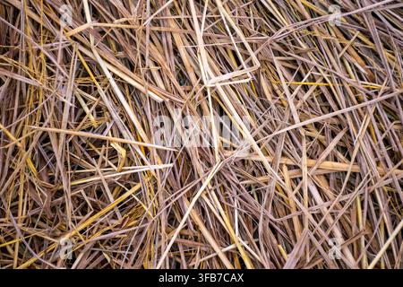gros plan de paille de riz sèche montrant des tiges dorées brunes emmêlées et une texture fibreuse naturelle idéale pour l'agriculture, la récolte, les zones rurales biologiques et la rouille Banque D'Images