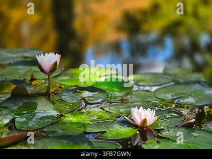 Deux fleurs de lotus rose doux flottant sur l'eau calme d'un étang entourée de nénuphars verts vibrants avec des reflets flous chauds et automnaux en arrière-plan Banque D'Images