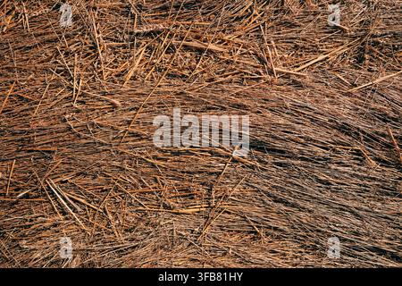 Vue aérienne d'herbe sèche aplatie et de paille flétrie. Concept de sécheresse saisonnière, résidu de récolte agricole, texture de paillis organique et dessèchement Banque D'Images