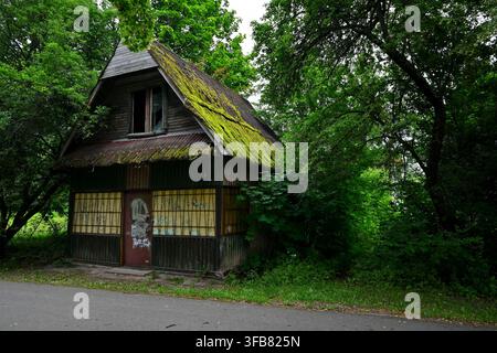 Cottage abandonné couvert de mousse dans une forêt envahie par la végétation, entouré d'arbres et d'un feuillage vert Banque D'Images