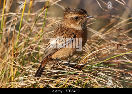 Saxicolie rubicola - Saxicola rubicola - femelle Banque D'Images