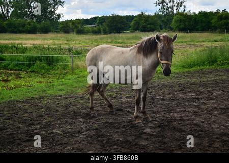 Cheval gris debout dans un pâturage boueux sur une ferme rurale avec des champs et des arbres verts. Banque D'Images