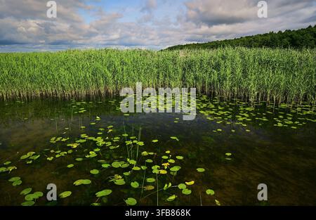 Roseaux verts et nénuphars sur la rive sauvage d’un lac sous un ciel d’été nuageux – Lac Śniardwy. Banque D'Images